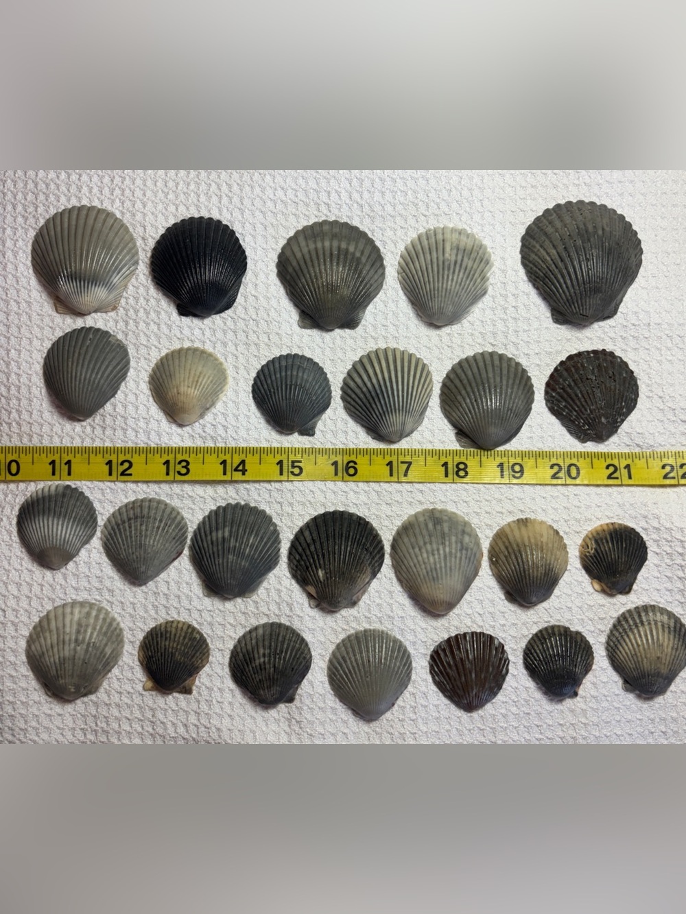 25 Sanibel Island Scallop Shells! Sz Large
Assorted Collection in black & grey!
